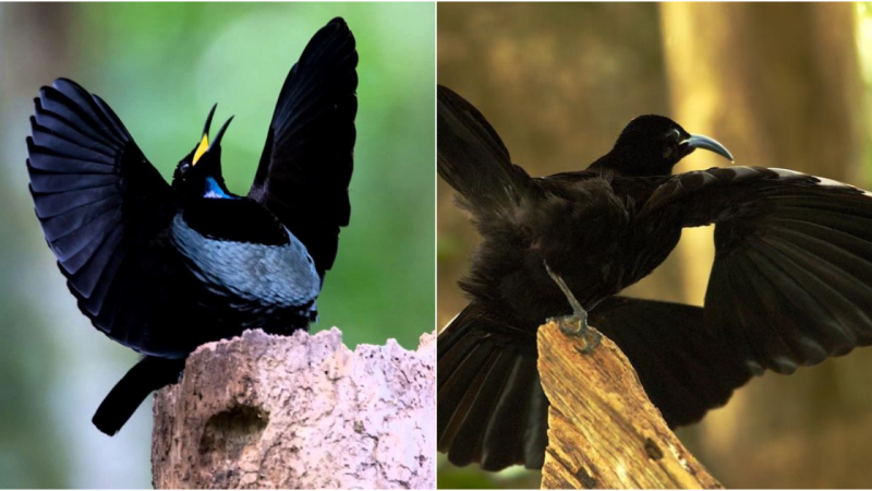 The Enchanting Courtship Dance of the Victoria’s Riflebird