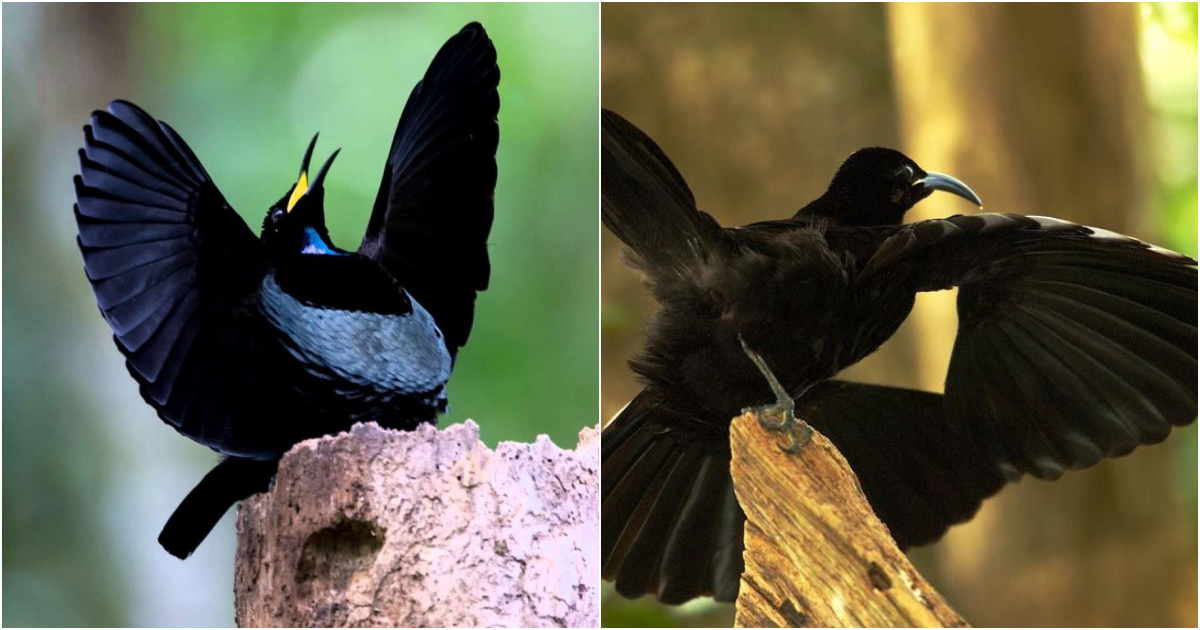 The Enchanting Courtship Dance of the Victoria’s Riflebird