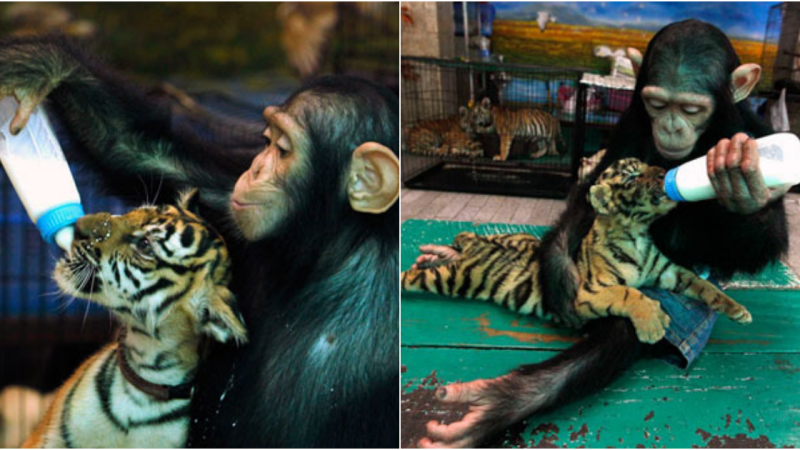 A Heartwarming Bond: Do Do, the Caring Chimp, Nurtures a Tiger Cub at Samut Prakarn Zoo