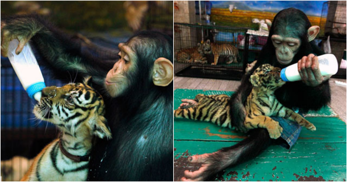 A Heartwarming Bond: Do Do, the Caring Chimp, Nurtures a Tiger Cub at Samut Prakarn Zoo