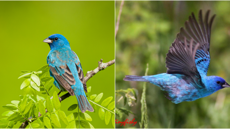 The Mesmerizing Beauty of Indigo Buntings: A Radiant Gem in the Avian World