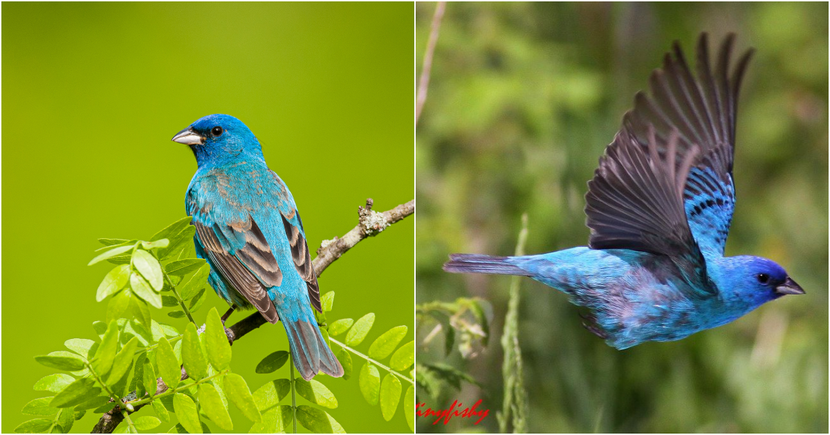 The Mesmerizing Beauty of Indigo Buntings: A Radiant Gem in the Avian World