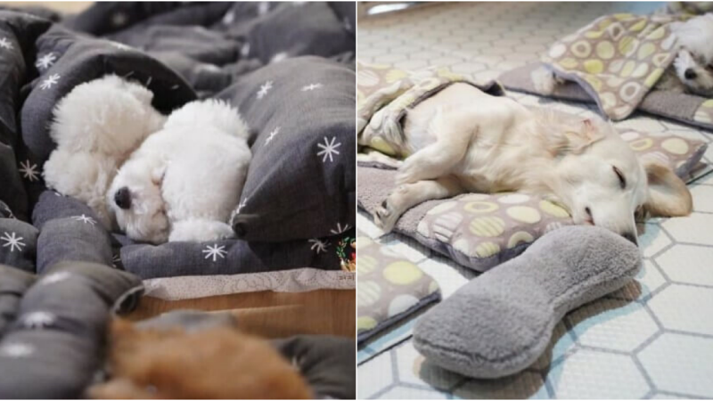 Heartwarming Viral Images: Puppies Napping at Puppy Spring Daycare in Gyeonggi-do, South Korea