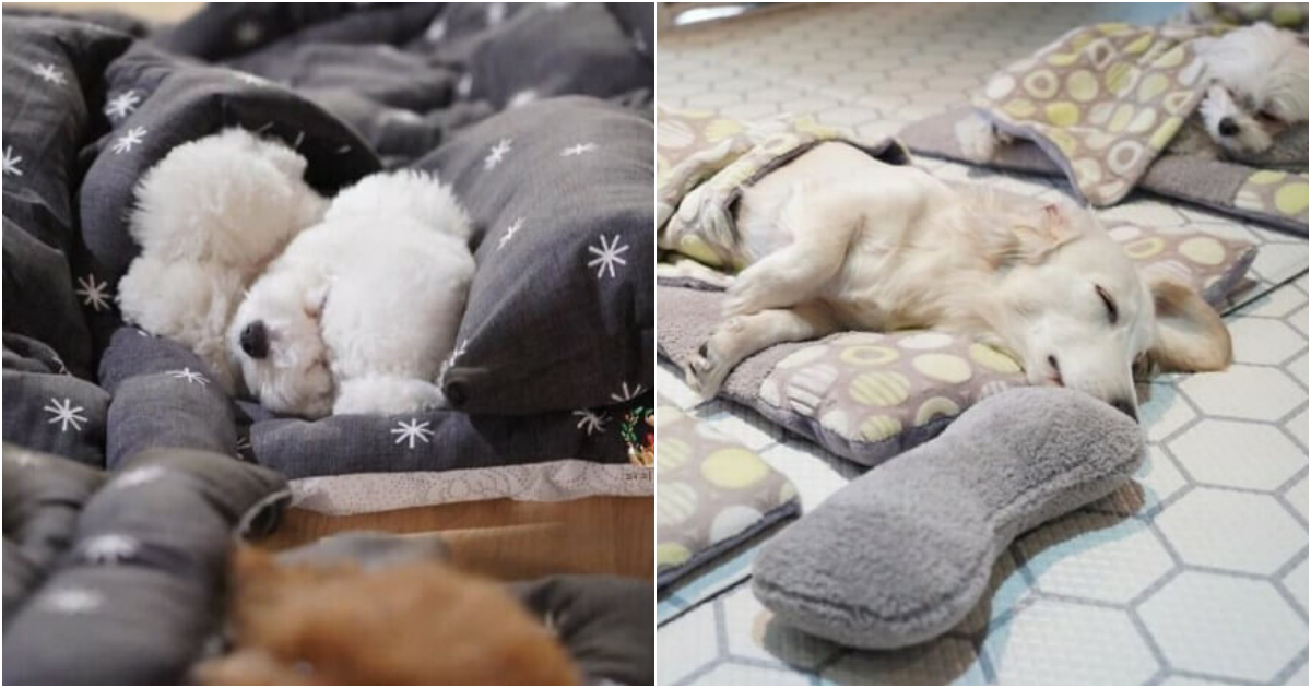 Heartwarming Viral Images: Puppies Napping at Puppy Spring Daycare in Gyeonggi-do, South Korea