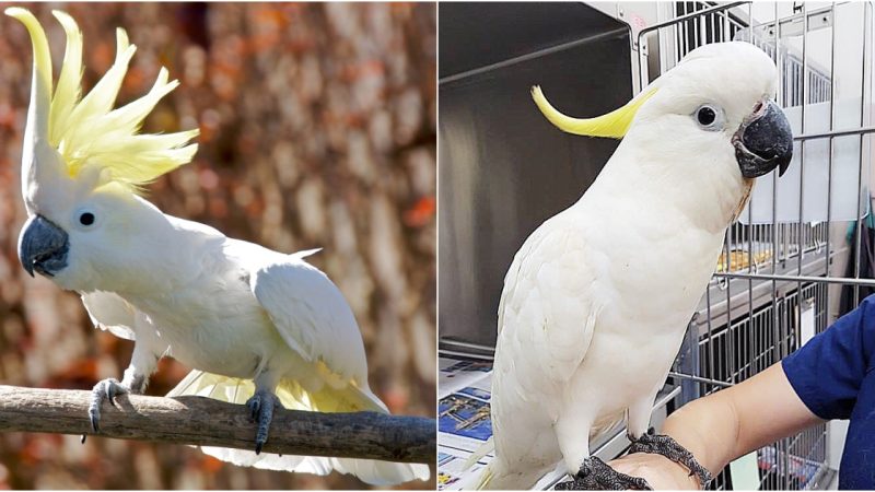 Cockatoo: The Majestic Parrot with a Fluffy Crown