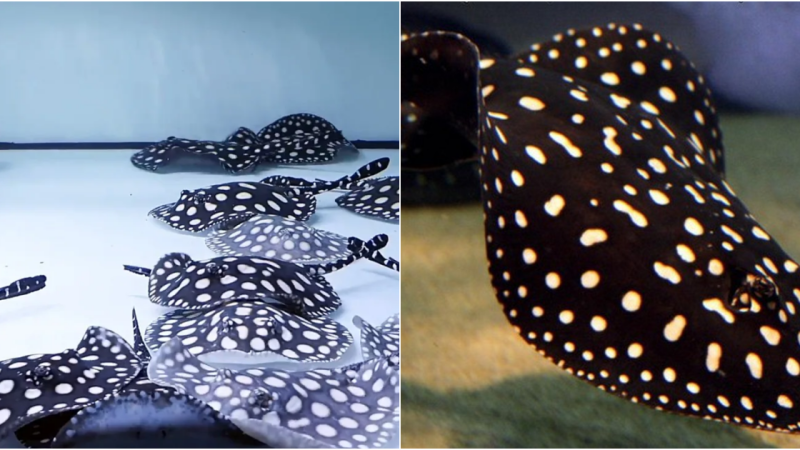 The Enchanting Polka Dot Freshwater Stingray: Beauty, Value, and a Price Tag of $100,000