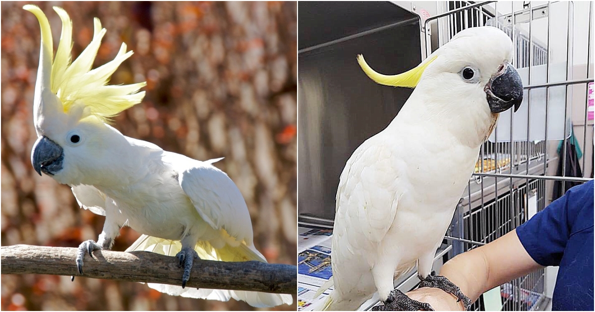 Cockatoo: The Majestic Parrot with a Fluffy Crown