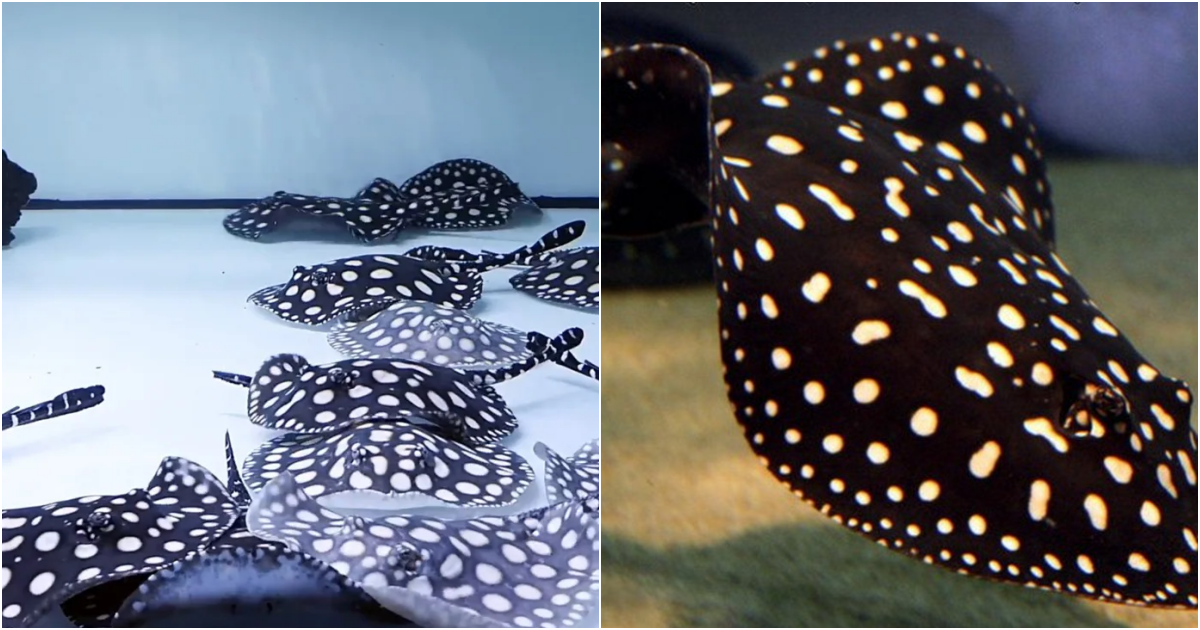 The Enchanting Polka Dot Freshwater Stingray: Beauty, Value, and a Price Tag of $100,000