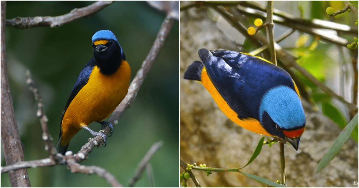 The Stunningly Vibrant Antillean Euphonia: A Melodious Beauty of the Caribbean