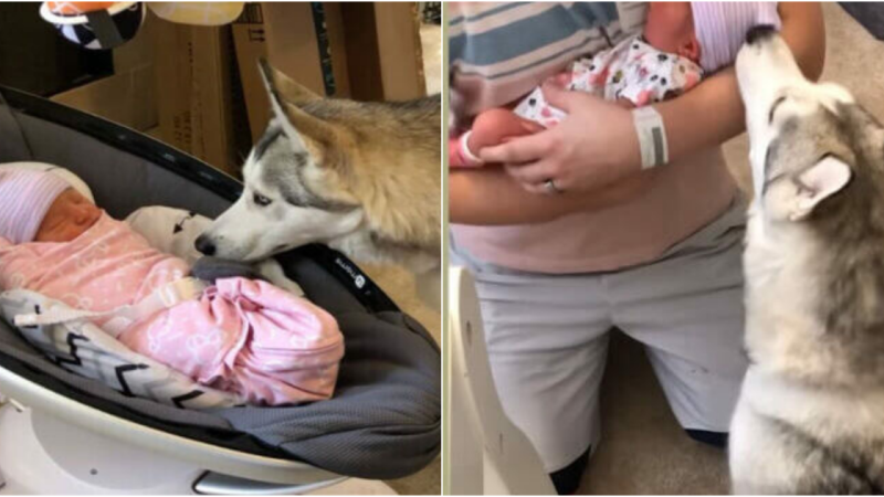 Heartwarming Huskies Welcoming Their Newborn Sister: A Touching Encounter