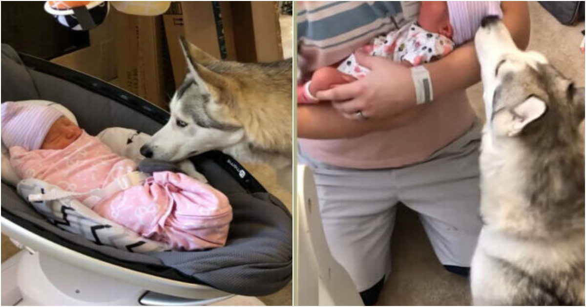 Heartwarming Huskies Welcoming Their Newborn Sister: A Touching Encounter