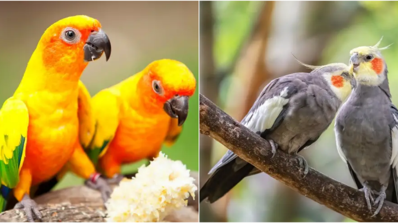 Charming Chatterers: 5 Species of Pet Birds That Can Talk