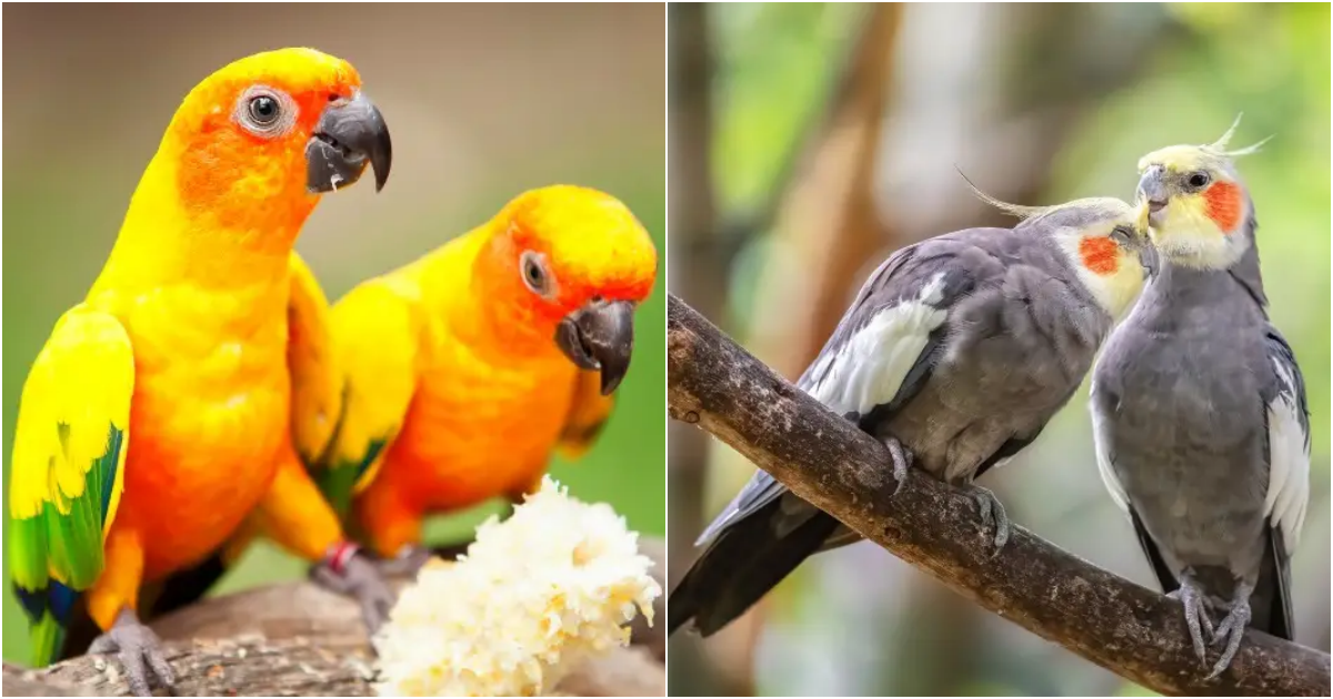 Charming Chatterers: 5 Species of Pet Birds That Can Talk