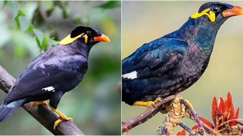 The Hill Myna: The Talking Starling with Captivating Vocal Abilities