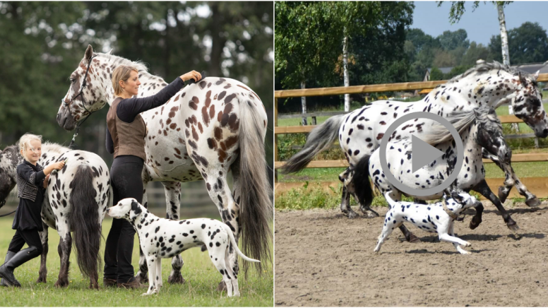 A Heartwarming Tale of an Unlikely Trio: Black-Spotted Horse, Pony, and Dog Form an Endearing Bond