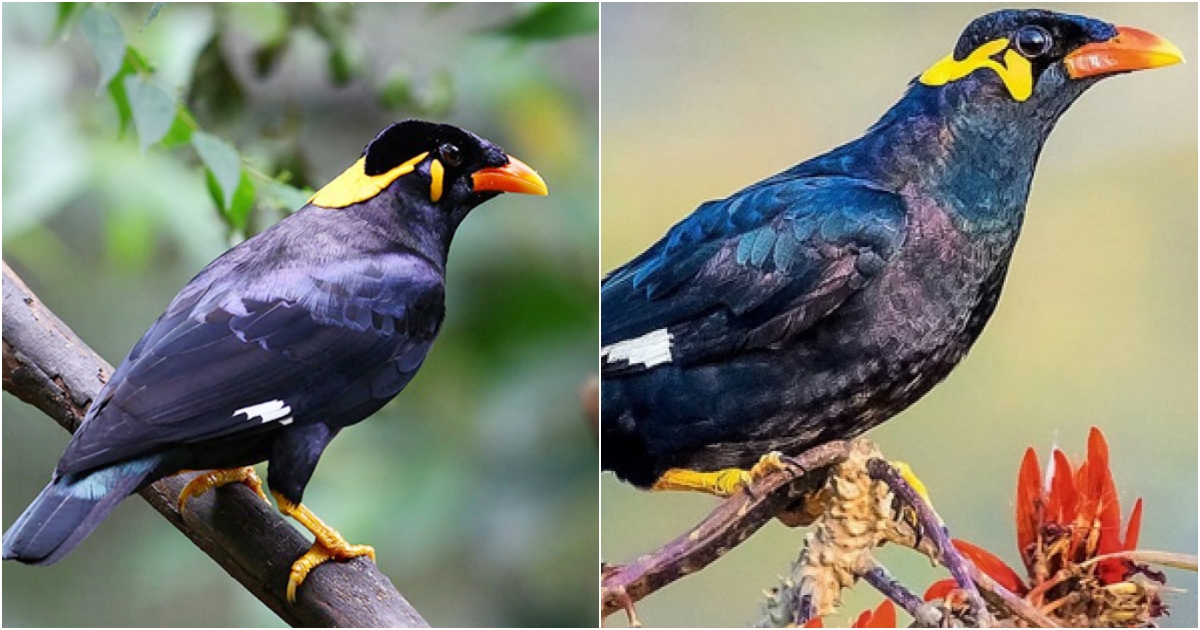 The Hill Myna: The Talking Starling with Captivating Vocal Abilities