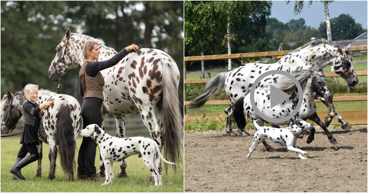 A Heartwarming Tale of an Unlikely Trio: Black-Spotted Horse, Pony, and Dog Form an Endearing Bond