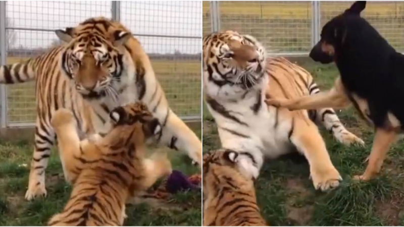 The Unlikely Alliance: A Dog’s Intervention with a Mother Tiger