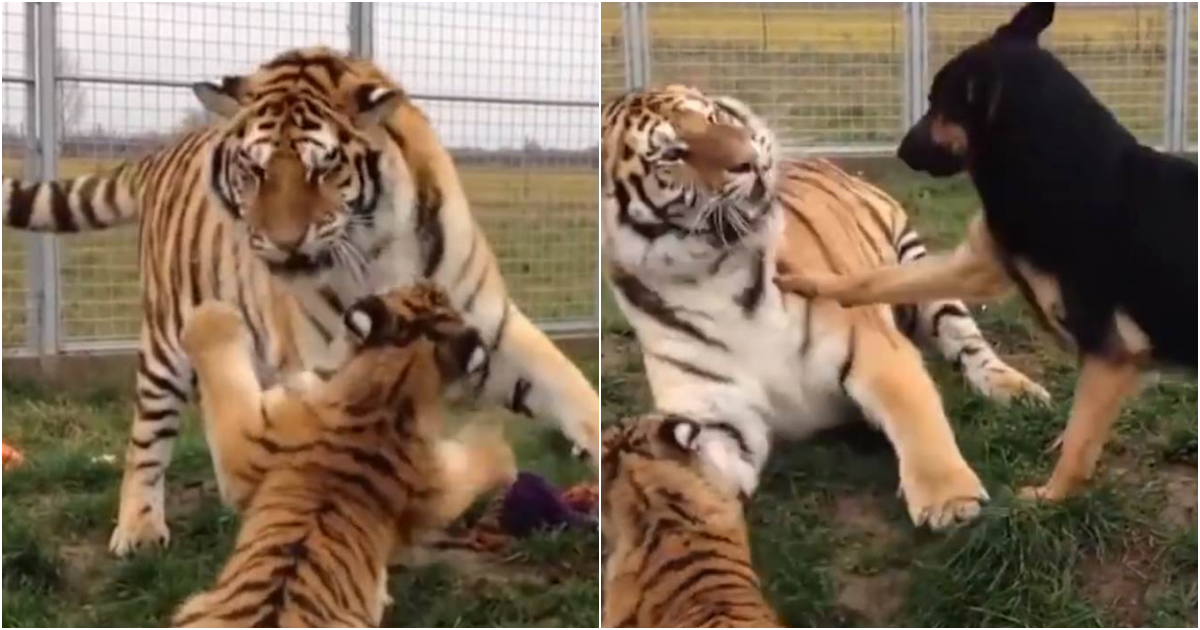 The Unlikely Alliance: A Dog’s Intervention with a Mother Tiger