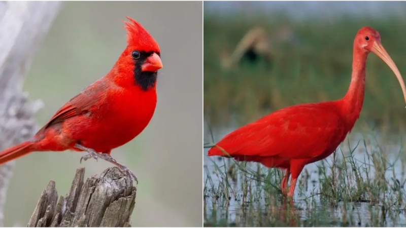 A Symphony of Red: The Beautiful Species of Red Birds Around the World