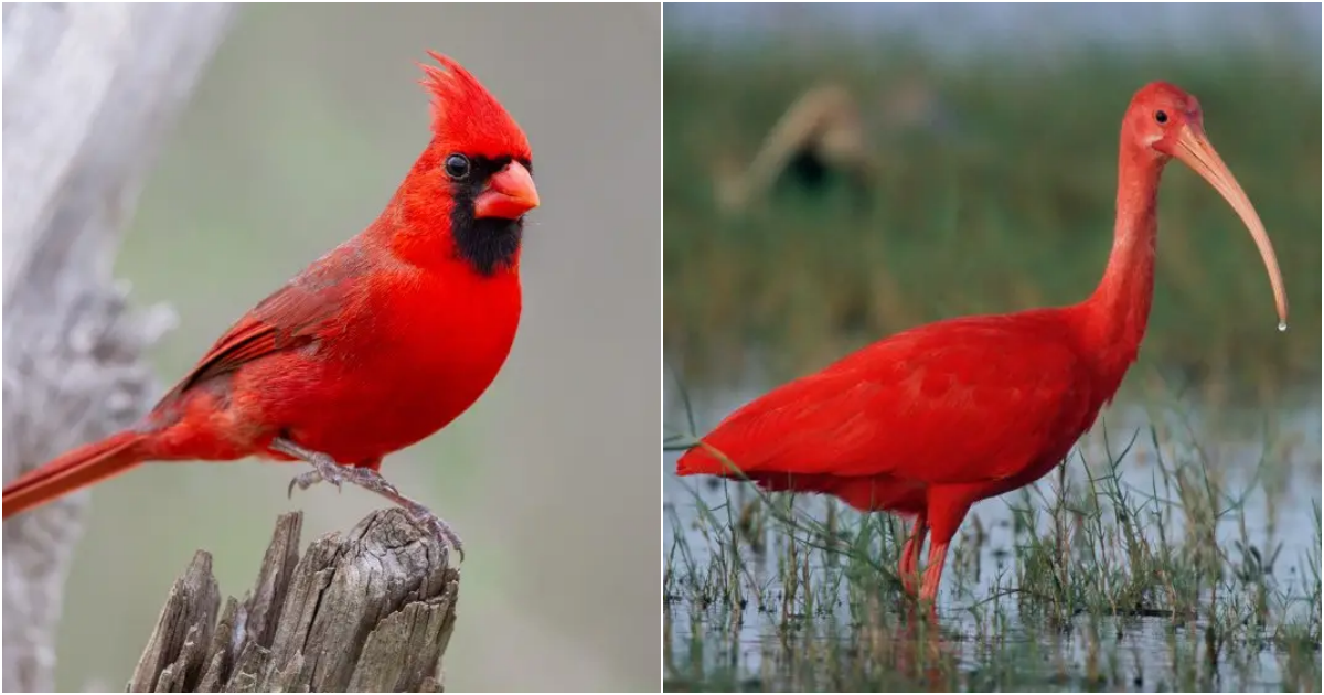 A Symphony of Red: The Beautiful Species of Red Birds Around the World