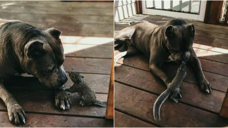 Pit Bull Adopts Orphaned Squirrel: A Heartwarming Tale of Unconditional Love