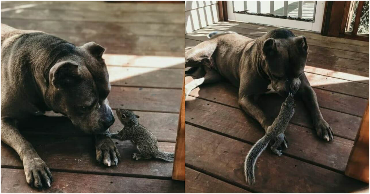 Pit Bull Adopts Orphaned Squirrel: A Heartwarming Tale of Unconditional Love