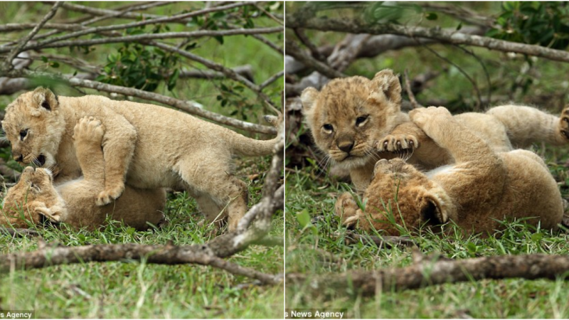 Proud Lioness Shows Off Adorable Cubs in the Maasai Mara