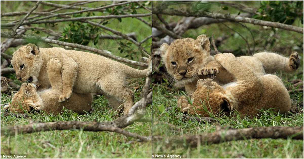 Proud Lioness Shows Off Adorable Cubs in the Maasai Mara