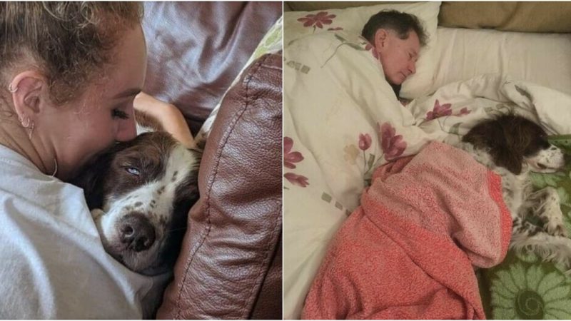 The Final Circle of Love: Family’s Sleep for Their Elderly Dog