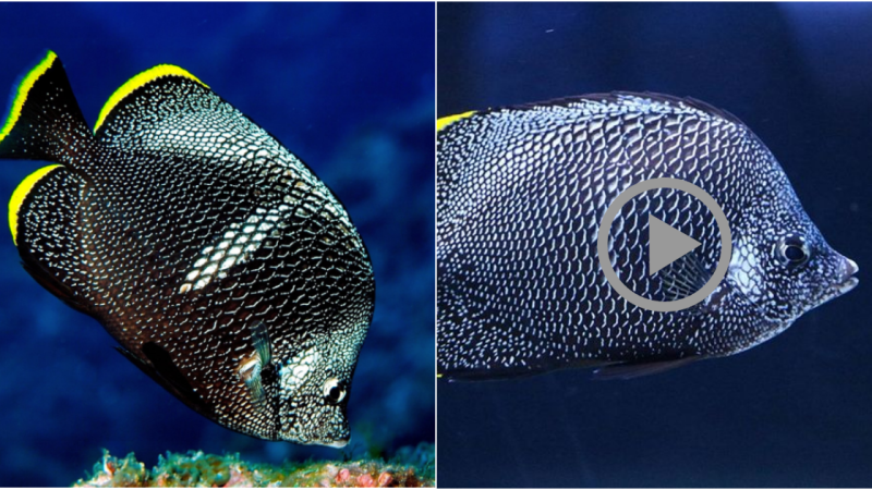 Unveiling the Enigmatic Beauty of the Wrought Iron Butterflyfish