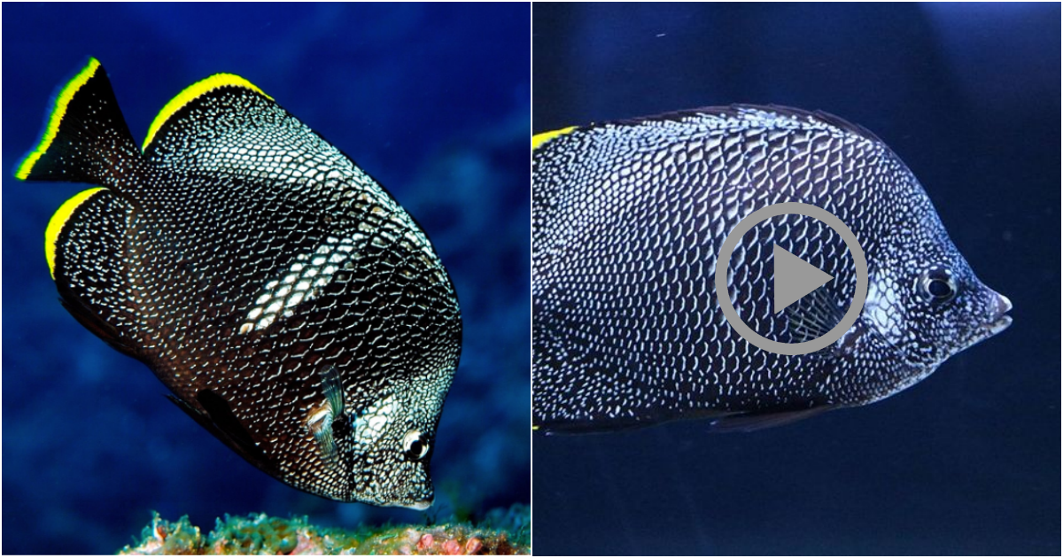 Unveiling the Enigmatic Beauty of the Wrought Iron Butterflyfish