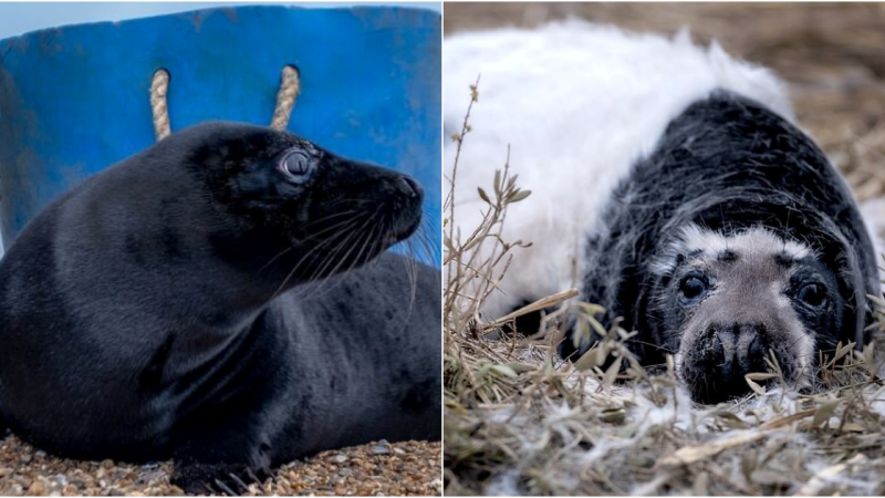 Rare Black Seal Puppies Spotted in English Nature Reserve