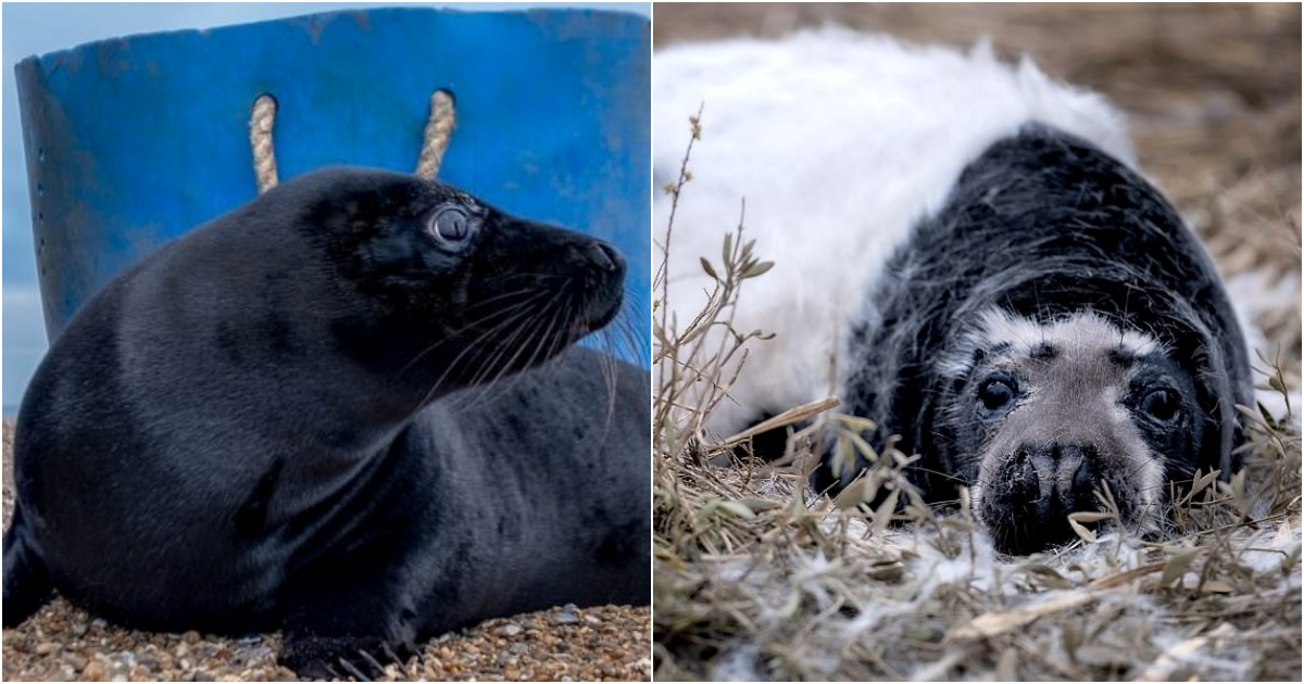 Rare Black Seal Puppies Spotted in English Nature Reserve