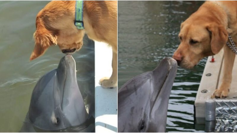 Unconventional Friendship: Dolphin and Golden Retriever Capture Hearts on Social Media