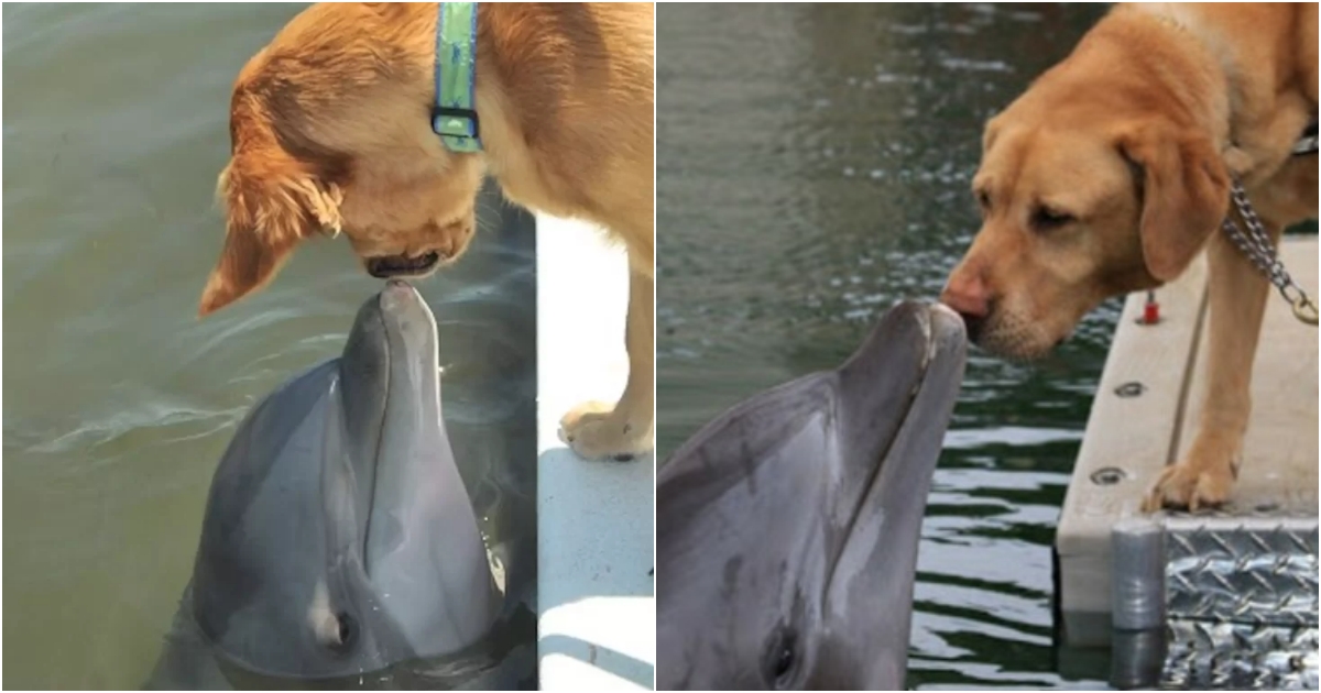 Unconventional Friendship: Dolphin and Golden Retriever Capture Hearts on Social Media