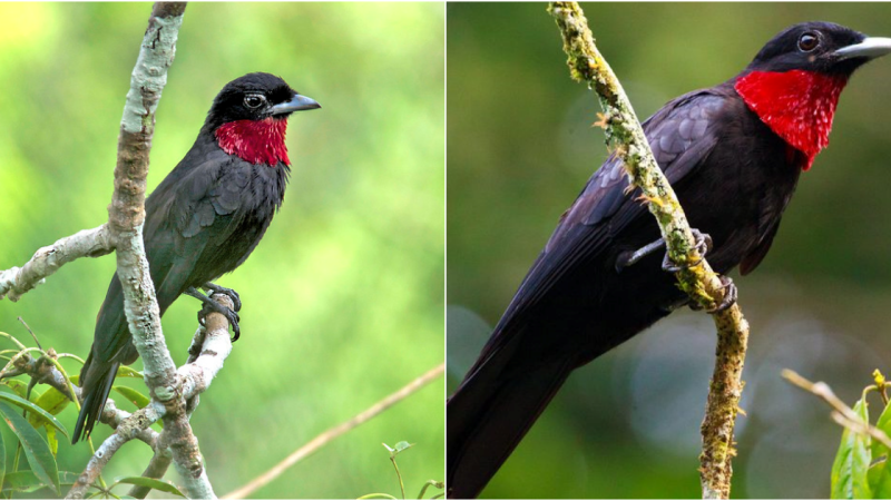 The Enchanting Purple-Throated Fruitcrow: A Dazzling Bird with a Passion for Fruits