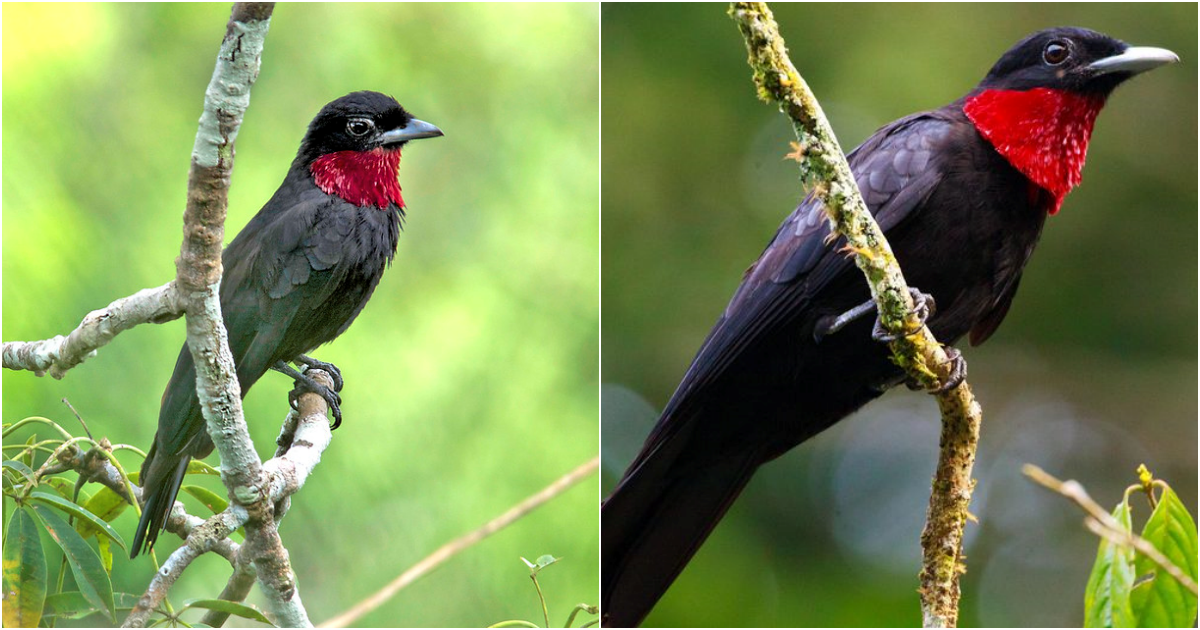 The Enchanting Purple-Throated Fruitcrow: A Dazzling Bird with a Passion for Fruits