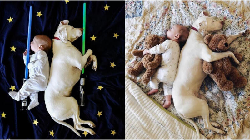 A Heartwarming Bond of Trust: Our Rescue Puppy Becomes Beloved Sleep Buddy for 8-Month-Old