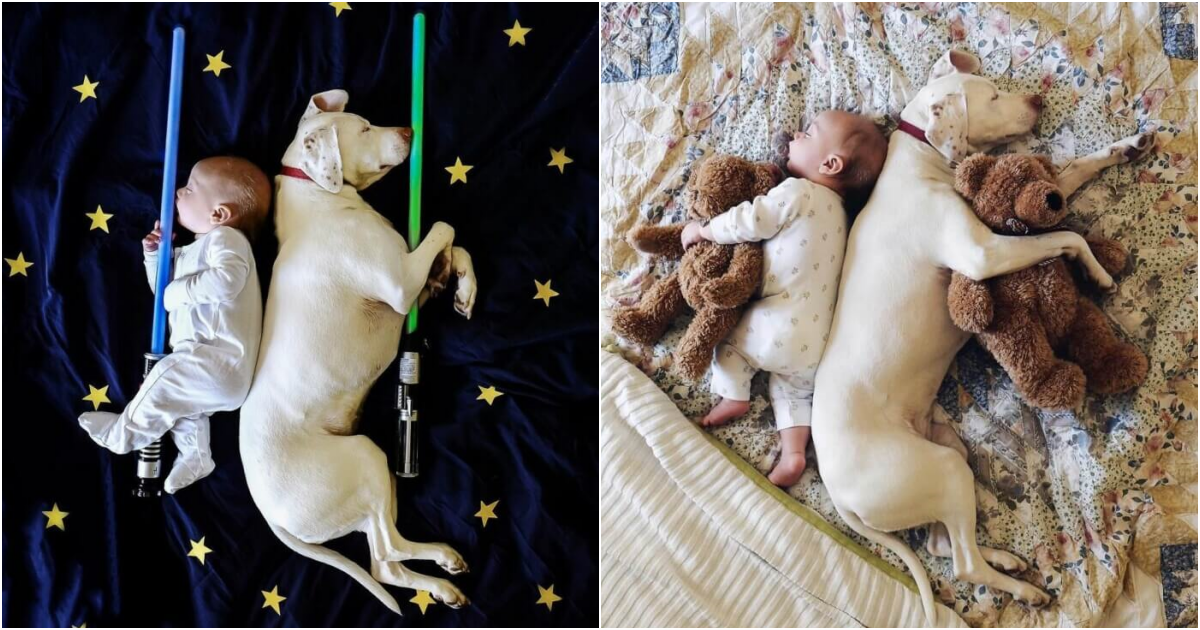 A Heartwarming Bond of Trust: Our Rescue Puppy Becomes Beloved Sleep Buddy for 8-Month-Old