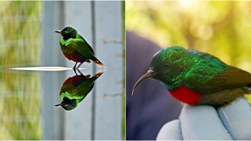 The Enigmatic Emerald Starling: A Jewel of the African Savannas