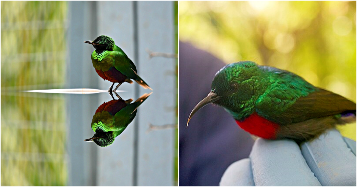 The Enigmatic Emerald Starling: A Jewel of the African Savannas