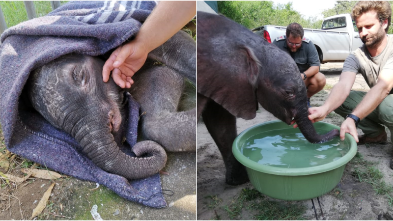 Teamwork Rescues Baby Elephant: A Tale of Dedication and Hope for Conservation in Africa