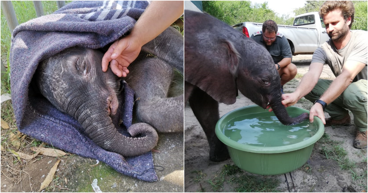 Teamwork Rescues Baby Elephant: A Tale of Dedication and Hope for Conservation in Africa