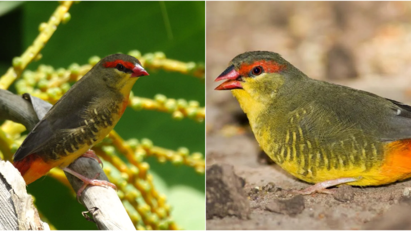 The Delightful Gold-Breasted Waxbill: A Tiny African Beauty with a Melodious Chirp