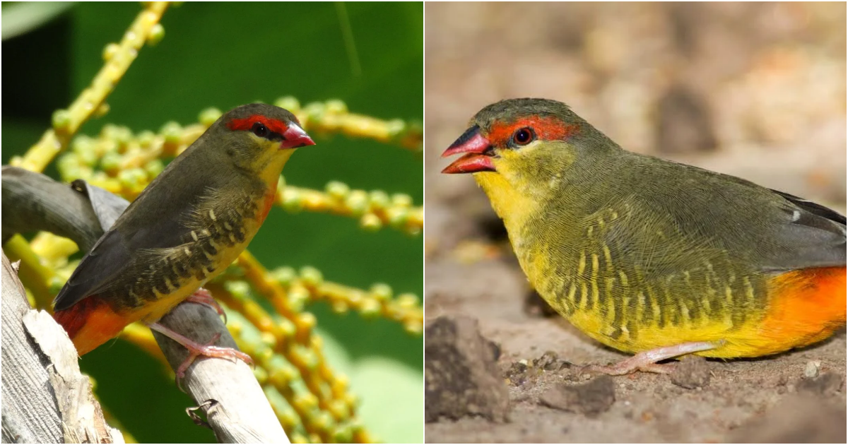 The Delightful Gold-Breasted Waxbill: A Tiny African Beauty with a Melodious Chirp