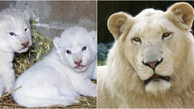 Rare White Lion Cubs Born at Cyprus Zoo: A Step Towards Biodiversity Conservation