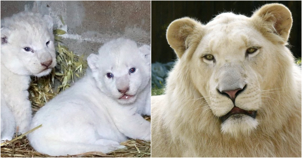 Rare White Lion Cubs Born at Cyprus Zoo: A Step Towards Biodiversity Conservation