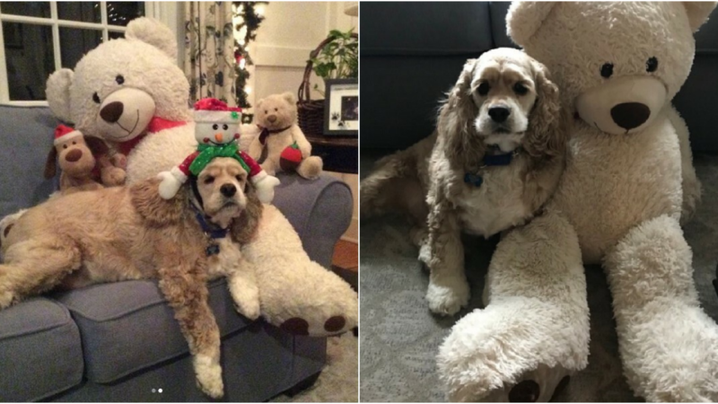 Devoted Dog’s Heartwarming Reunion with Beloved Stuffed Companion