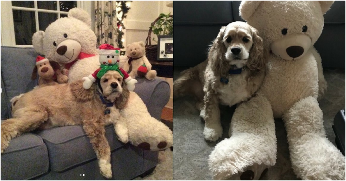 Devoted Dog’s Heartwarming Reunion with Beloved Stuffed Companion